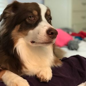 Meet your Posher, Perry